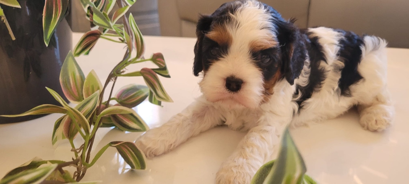 Cavalier king Charles