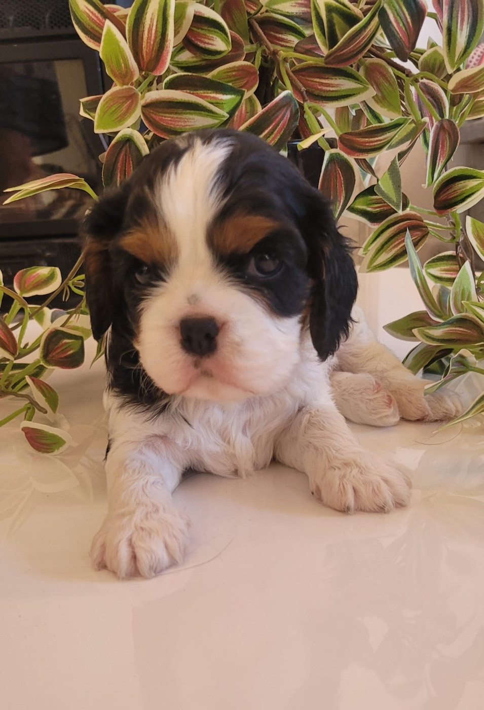 Cavalier king Charles
