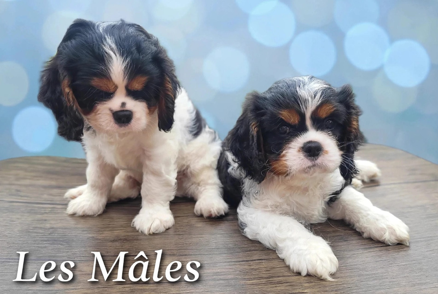 Chiots cavalier à vendre