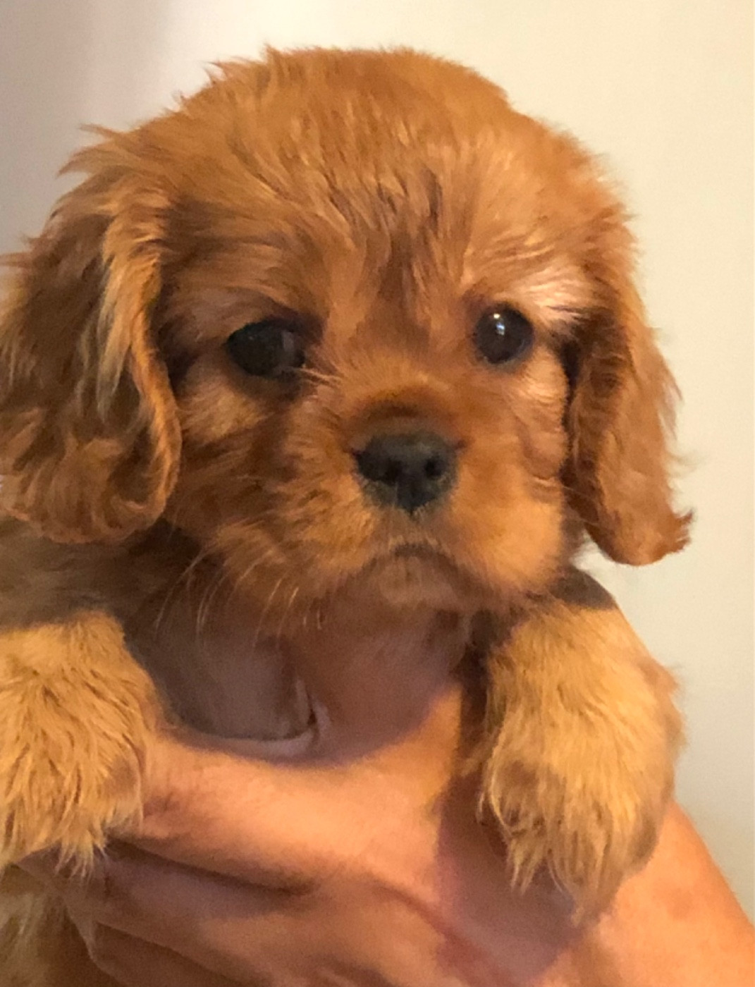 Petite femelle ruby à vendre