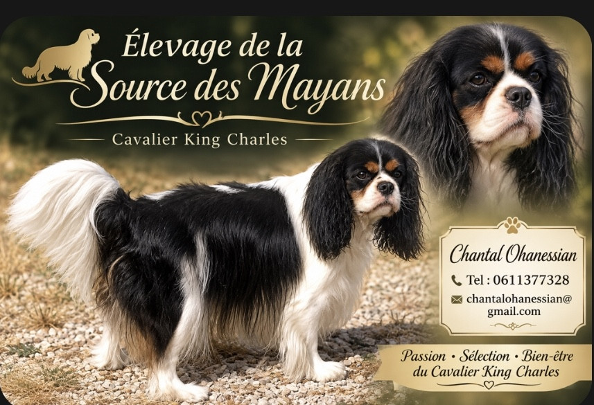 De la source des mayans - Abella de la source des mayans