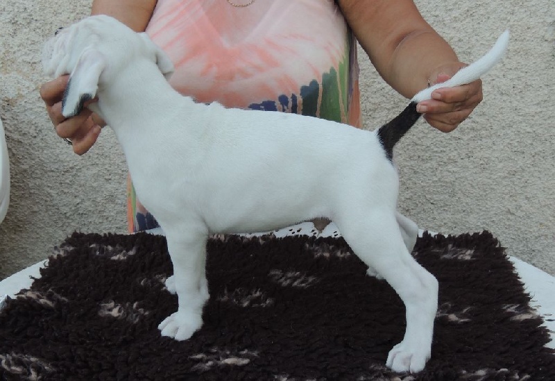chiots nés le 15/06/15 gina et houston