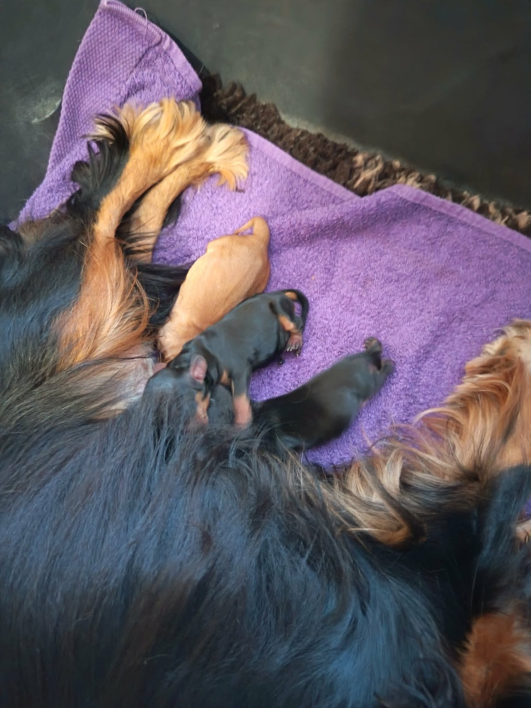 De la source des mayans - Chiots disponibles - Cavalier King Charles Spaniel