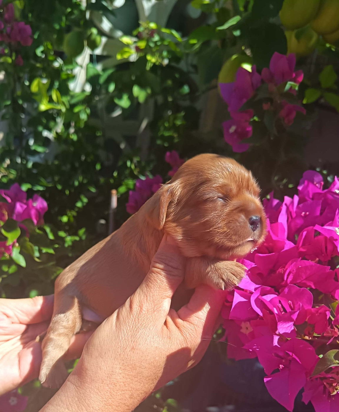 De la source des mayans - Chiots disponibles - Cavalier King Charles Spaniel