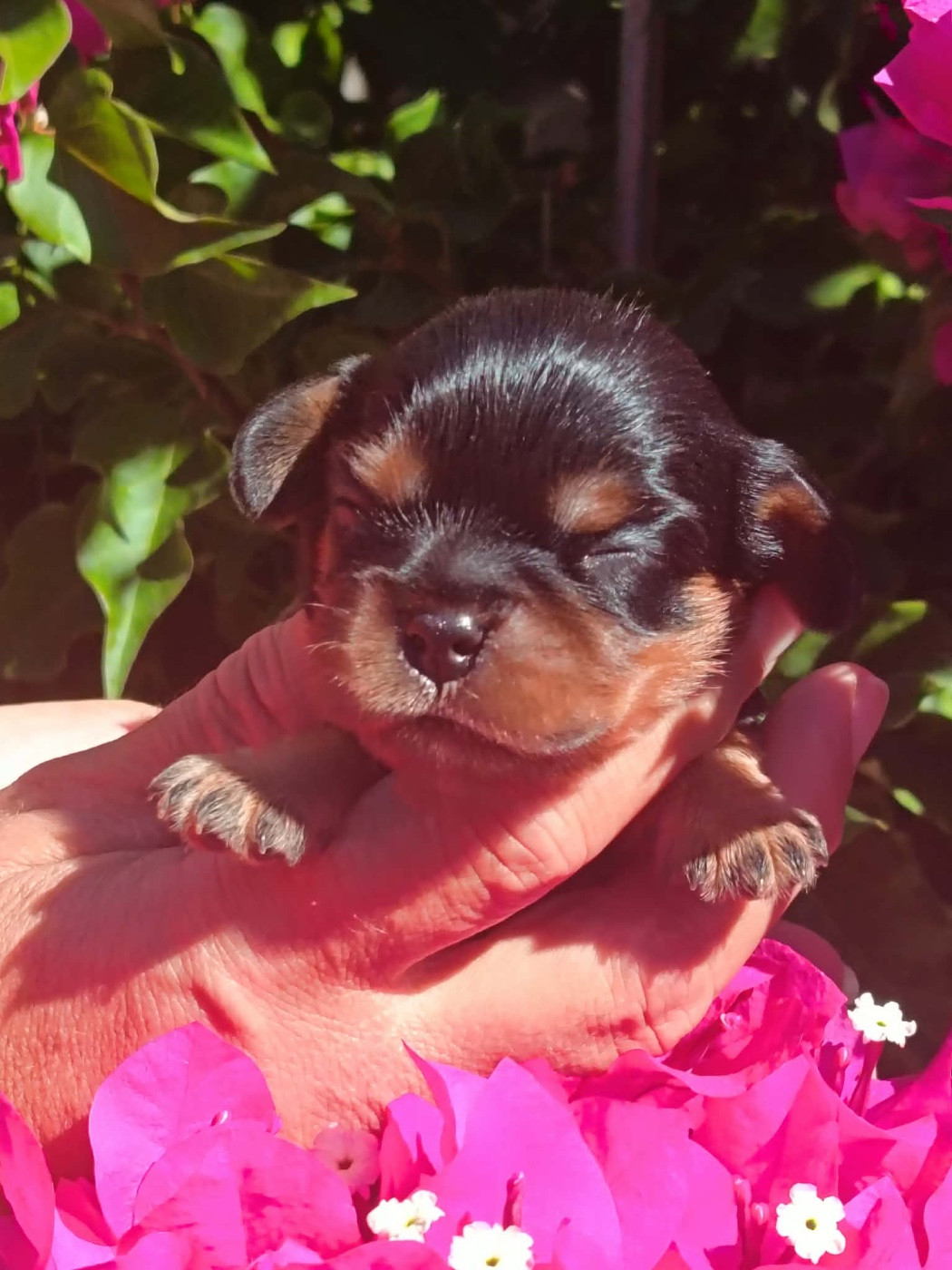 De la source des mayans - Chiots disponibles - Cavalier King Charles Spaniel