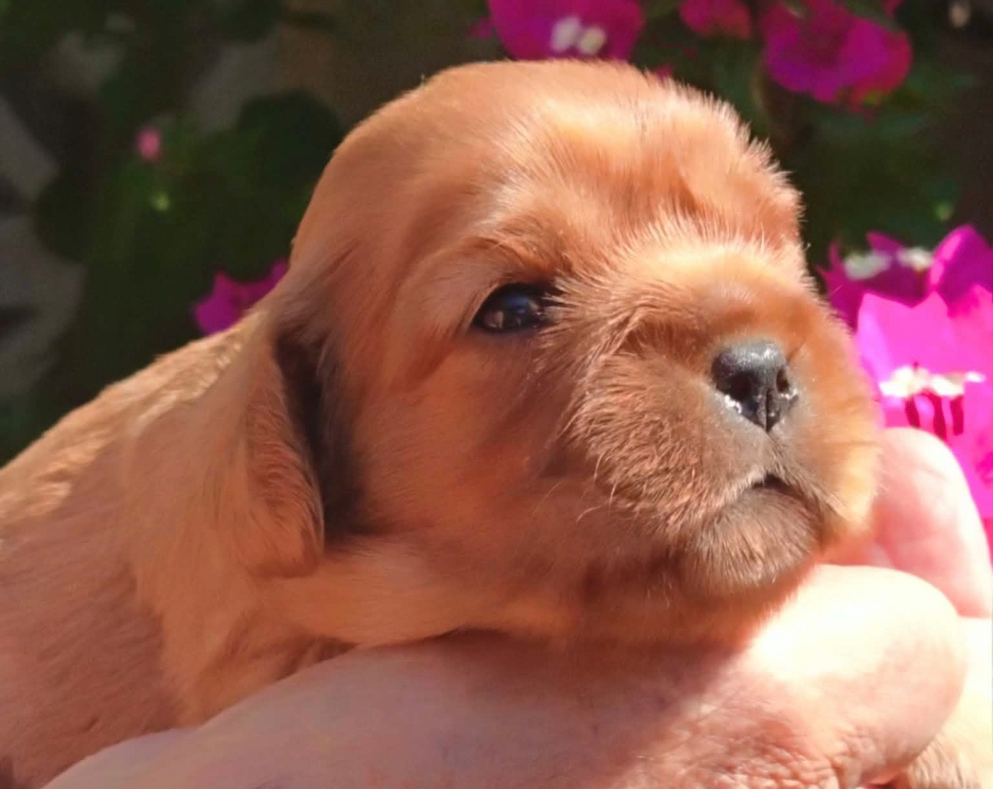 De la source des mayans - Chiots disponibles - Cavalier King Charles Spaniel