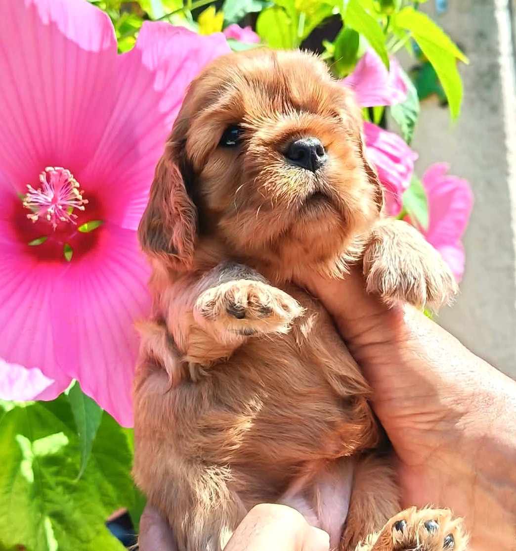 De la source des mayans - Chiots disponibles - Cavalier King Charles Spaniel