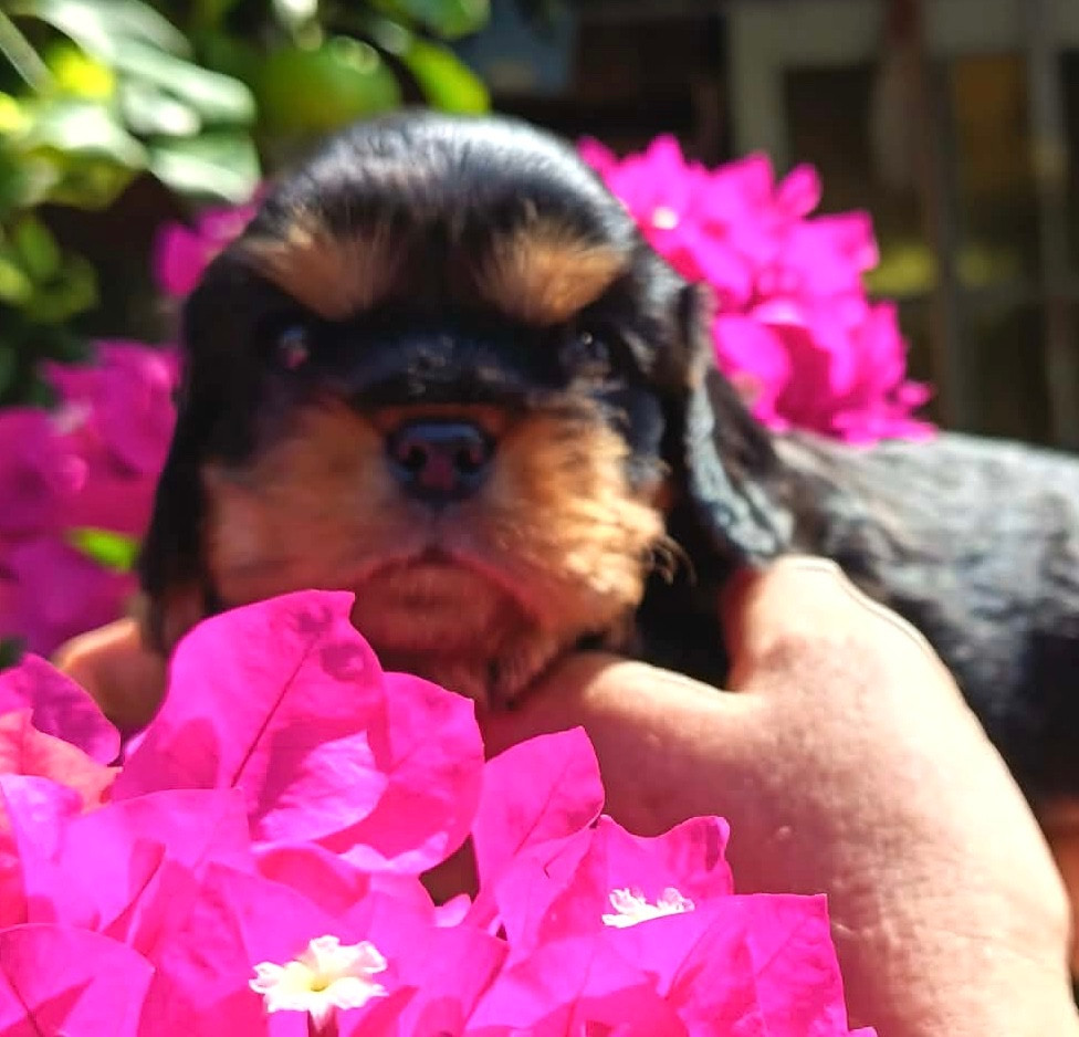 De la source des mayans - Chiots disponibles - Cavalier King Charles Spaniel