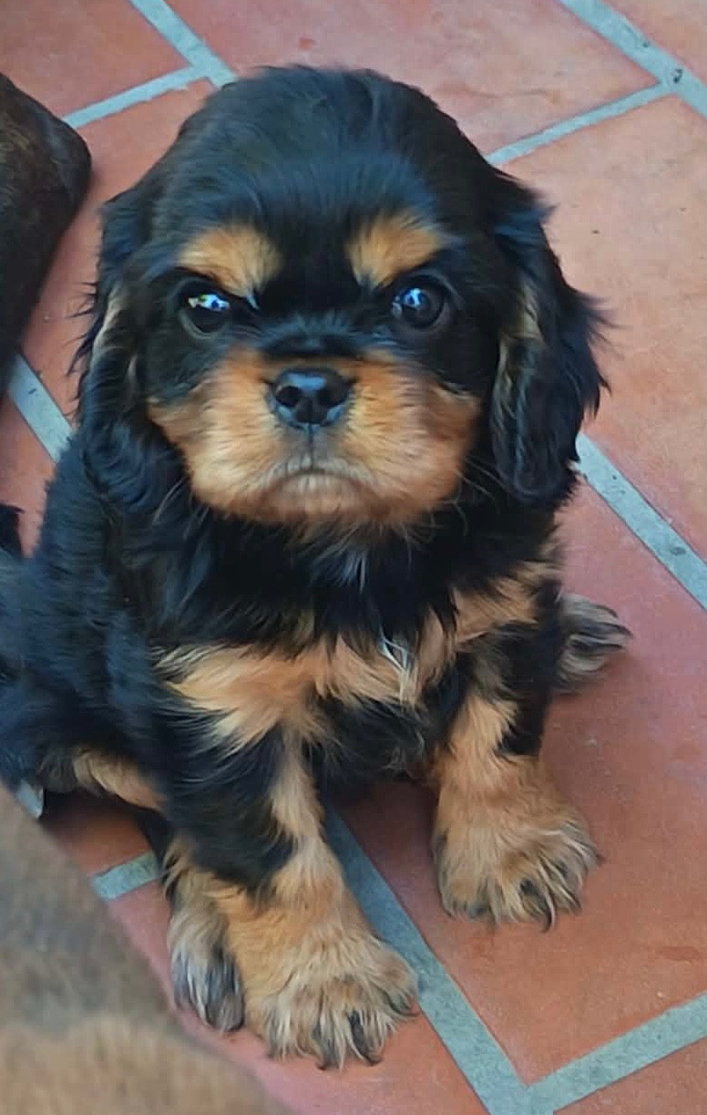 De la source des mayans - Chiots disponibles - Cavalier King Charles Spaniel