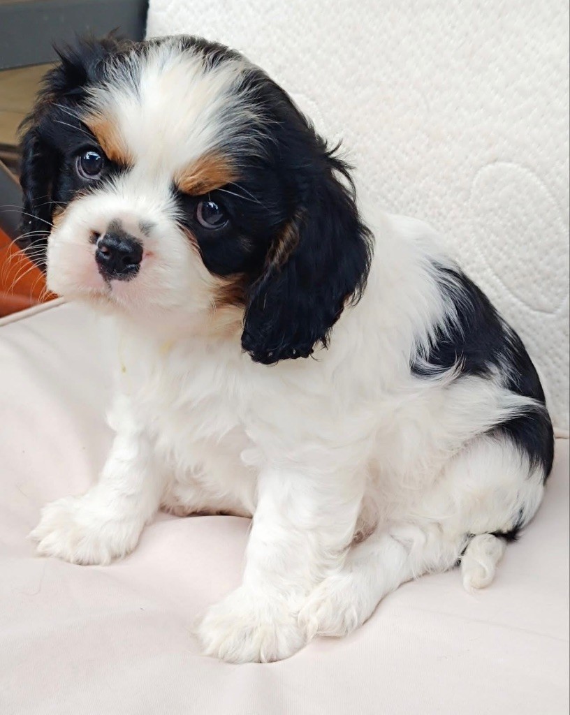 De la source des mayans - Chiots disponibles - Cavalier King Charles Spaniel
