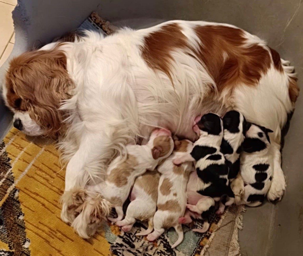 Chiot Cavalier King Charles Spaniel De la source des mayans
