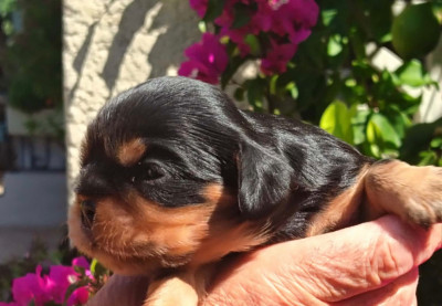 CHIOT 3
