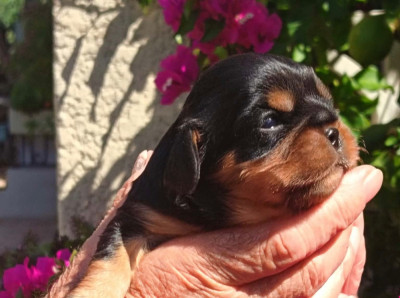 CHIOT 2