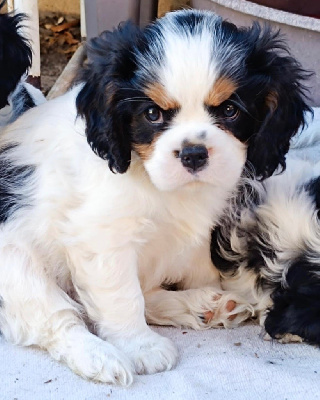CHIOT